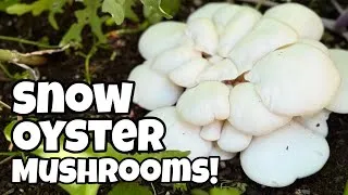 Thumbnail: Growing Mushrooms in the Garden - Snow Oyster Mushrooms 