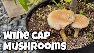 Thumbnail: Growing Mushrooms in the Garden - Wine Cap Mushrooms in a Pot!🍄‍🟫🍄‍🟫