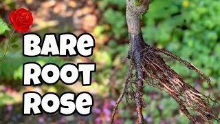 Thumbnail: How to Plant a Bare Root Rose - Late Season Planting