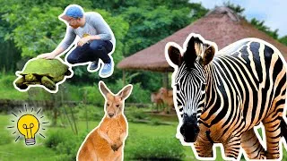 Thumbnail: Zebras, Kangaroos, Peacocks and MORE! Zoo Animals for Kids | Summer Learning for Kids
