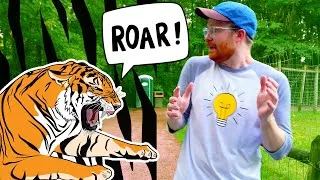 Thumbnail: TIGER ON THE LOOSE 🐅  at the Zoo!! Lions and Tigers at the Zoo for Kids | Zoo Animals | Educational