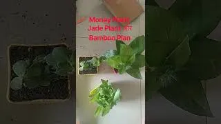 Thumbnail: Money Plant, Jade Plant और Bamboo Plant online Review #contentcreator #moneyplant  #plants #leaf
