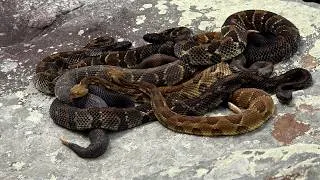 Thumbnail: Hunting VENOMOUS Timber Rattlesnakes in Pennsylvania. WE FOUND A PILE OF SNAKES! 🐍🐍🐍 2026 HUGE DEN!