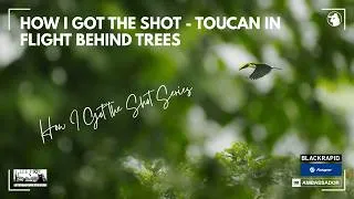 Thumbnail: How I Got the Shot - Toucan in Flight Behind Tree