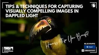 Thumbnail: Tips & Techniques for Capturing Visually Compelling Images in Dappled Light - Milpa, Ecuador