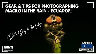 Thumbnail: Gear & Tips for Photographing Macro in the Rain - Ecuador