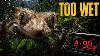 Thumbnail: Your Crested Gecko’s Humidity Looks Perfect — That’s the Problem