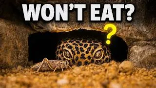 Thumbnail: The Healthiest Behavior Can Look Like a Problem | Leopard Gecko Care