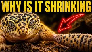 Thumbnail: Leopard Gekko Care| the Tail Problem Most Guides Miss