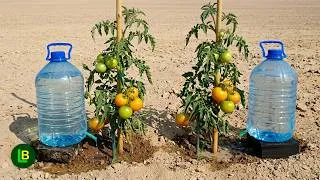 Thumbnail: Simple DIY Drip Irrigation System: Stop Watering with Buckets and Hoses!