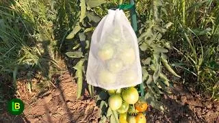 Thumbnail: How to Get Rid of Stink Bugs in the Garden: Do This and Kill Them All