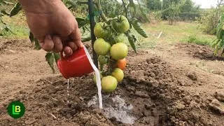 Thumbnail: 7 Tricks TO Turn Green Tomatoes RED! How to Ripen Tomatoes Faster on the Vine