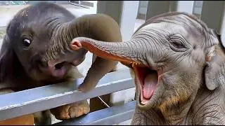 Thumbnail: Top 33 Funniest Baby Elephants of 2026