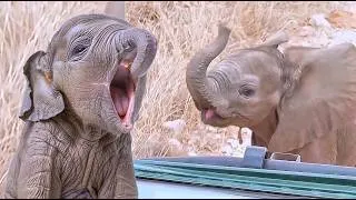 Thumbnail: Adorable Baby Elephant: Uh-Oh… Here Comes the Baby! 😂