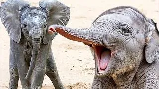 Thumbnail: Incredible Elephant Troublemakers: 12 Minutes of Pure Chaos😂