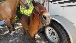 Thumbnail: Taking my Mini Horse on his First Trail Ride
