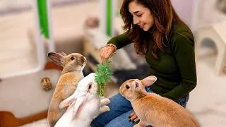 Thumbnail: Inside a Bunny Cafe -- I Didn’t Expect This!