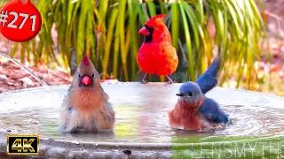 Thumbnail: Best of Relaxing TV for Cats 😻 12 Hours Uninterrupted Birds Cat TV  @LensMyth​