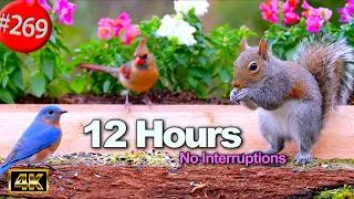 Thumbnail: 12 Hrs Best of Relaxing TV for Cats 😻 Uninterrupted Birds 🐦 Begonias 🌷 Cat TV @LensMyth