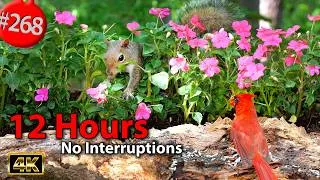 Thumbnail: 12 Hrs Best of Relaxing TV for Cats 😻 Uninterrupted Birds 🐦Impatiens 🌻💐🌼🌸 Cat TV @LensMyth​