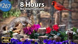 Thumbnail: TV for Cats 😻 8 Hours of Birds 🐦 Squirrels 🐿 Petunias & Cyclaman 🌷 Uninterrupted Cat TV @LensMyth