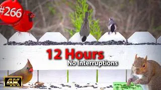 Thumbnail: 12 Hrs Best of Relaxing TV for Cats 😻 Uninterrupted Birds 🐦 Garden Phlox Cat TV @LensMyth