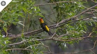 Thumbnail: I Unintentionally Became A Birder For The Day