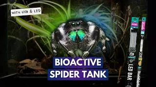 Thumbnail: Using UVB With My Jumping Spider?! | Bioactive Build