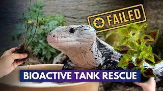 Thumbnail: His Bioactive Tank FAILED | Here's How I'm Fixing It