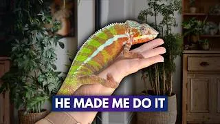 Thumbnail: I Upgraded My Chameleon's Space With This
