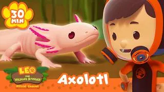 Thumbnail: Axolotls have the Cutest Smiles! | Leo the Wildlife Ranger | Learning Animal Cartoons