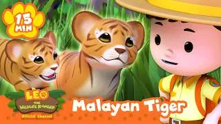 Thumbnail: We Found Malayan Tigers in the Wild! | Leo the Wildlife Ranger | Learning Animal Cartoons