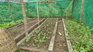 Thumbnail: Growing vegetables in a green house#villagelife 