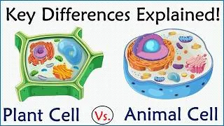 Thumbnail: Plant vs. Animal Cell - Key Differences Explained