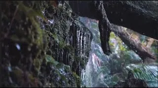 Thumbnail: Gentle waterfall. Birds singing. Nature sounds for sleep and relaxation.