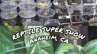 Thumbnail: Reptile Super Show : Anaheim, CA