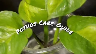 Thumbnail: Pothos Care Guide // Basic Devil's Ivy Care Guide