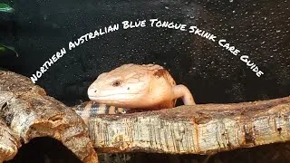 Thumbnail: Northern Australian Blue Tongue Skink Care Guide // BASIC //