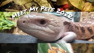 Thumbnail: Meet My Pets 2022