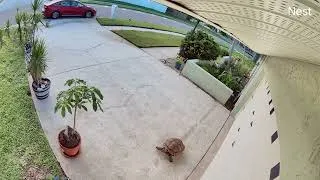 Thumbnail: Lost Tortoise Reunited with young boy who cares for him 