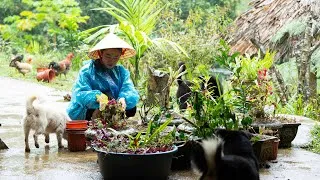 Thumbnail: Small Farm Life in the Rainy Season: Growing Flowers, Collecting Firewood After the Flood