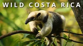 Thumbnail: COSTA RICA: Giant Crocodiles, Virgin Rainforests, Sloths