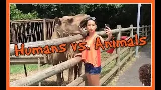Thumbnail: Humans vs. Animals