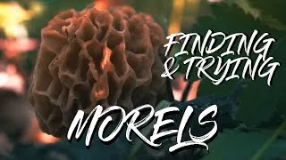 Thumbnail: Our biggest mistake when finding Morels. First time trying and cooking in butter or olive oil