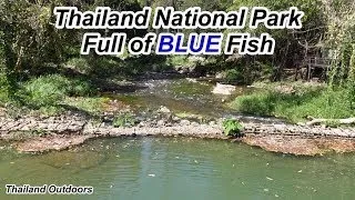 Thumbnail: 1000s of BLUE Fish (Blue Mahseer) at Thampla Nomtok Phasu National Park Fish Cave.