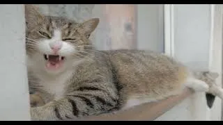 Thumbnail: How Your Pets REALLY See Your Home: The Invisible World They Live In