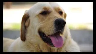 Thumbnail: Golden vs. Lab: Ultimate Family Protector? Choosing YOUR Best Dog!