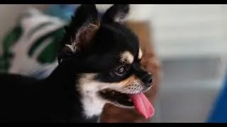 Thumbnail: First Pet Comparison: Dogs, Cats, or Small Mammals? (Choose Wisely!)
