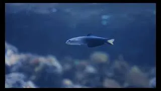 Thumbnail: Top 7 Low Maintenance Fish for Your Office: Easy Freshwater Aquarium Guide!