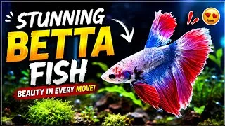 Thumbnail: This Betta Fish Looks Unreal! 😍🔥 | Beautiful Aquarium Betta #betashorts #bettafish #aquarium 